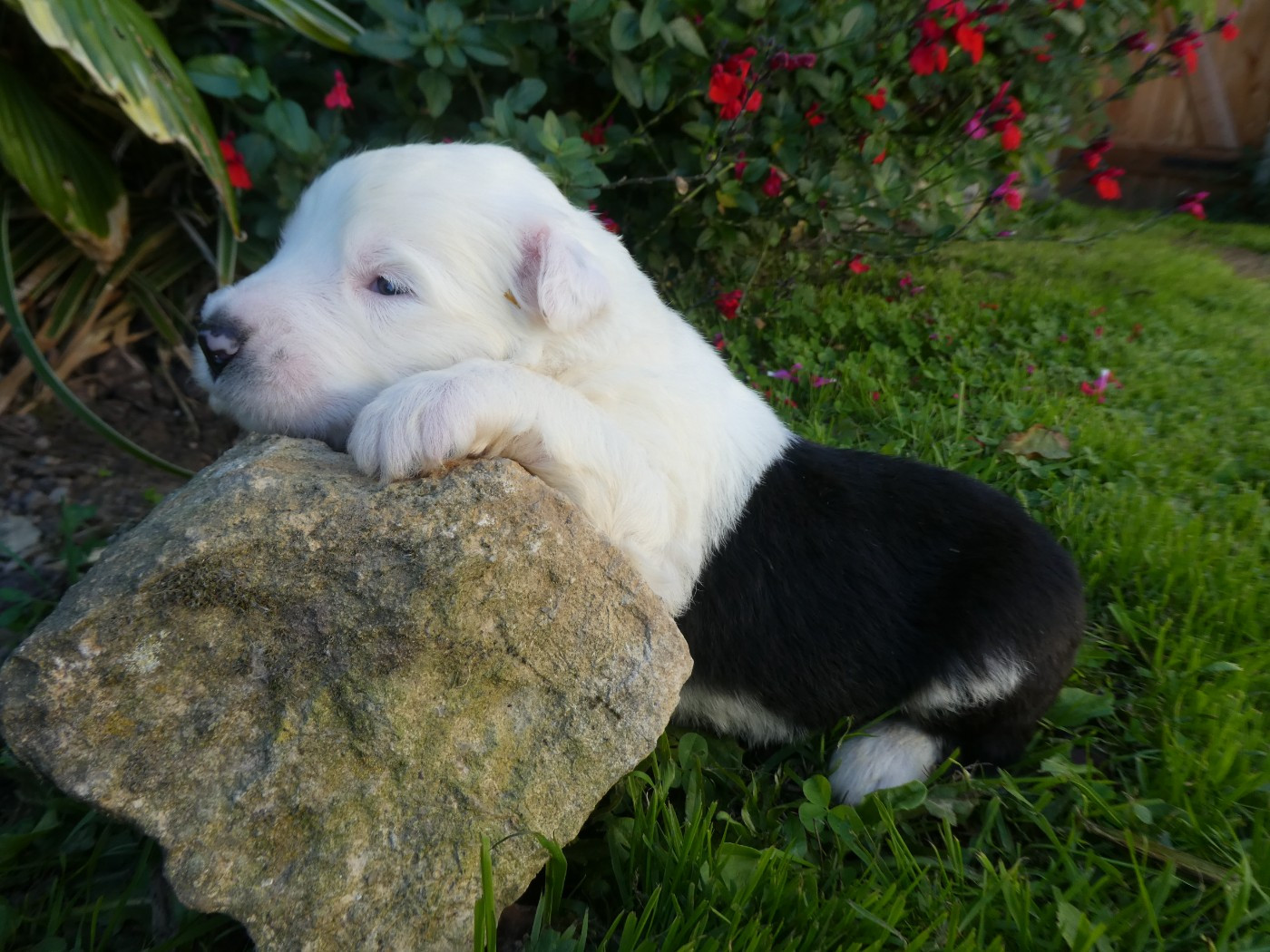 of Mary People - Chiots disponibles - Bobtail