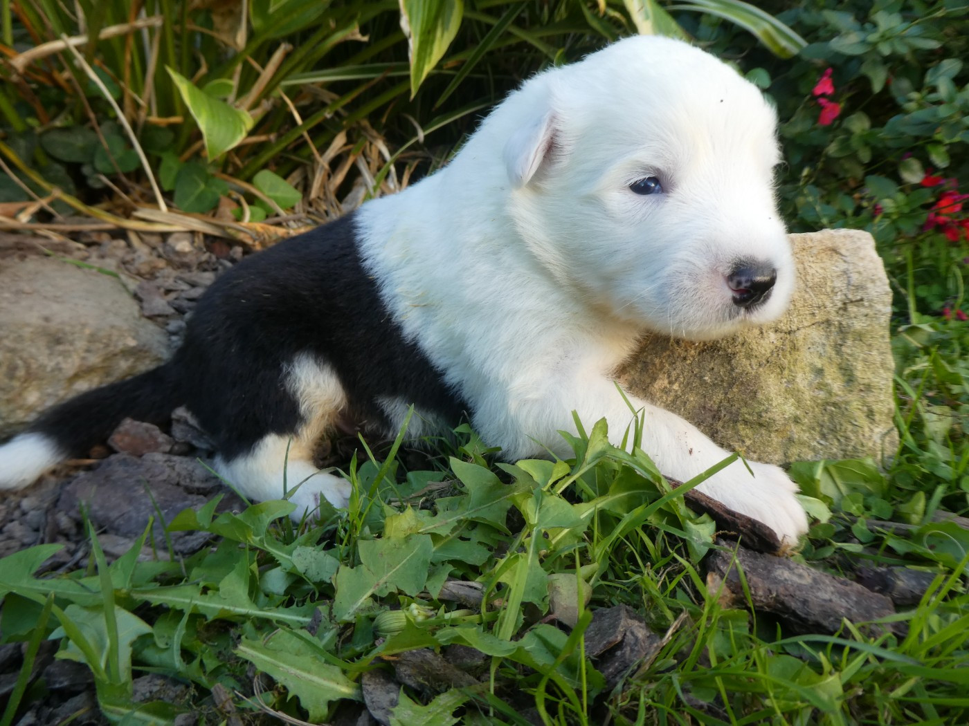 of Mary People - Chiots disponibles - Bobtail