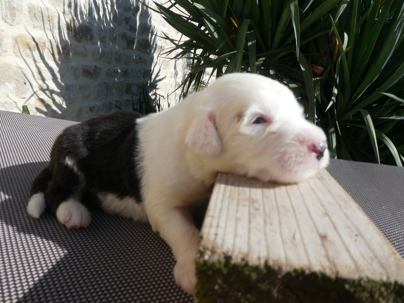 of Mary People - Chiots disponibles - Bobtail