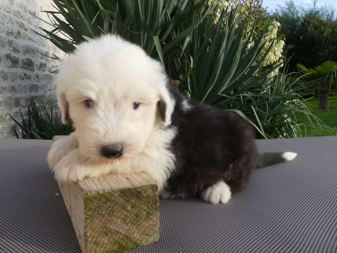 of Mary People - Chiots disponibles - Bobtail