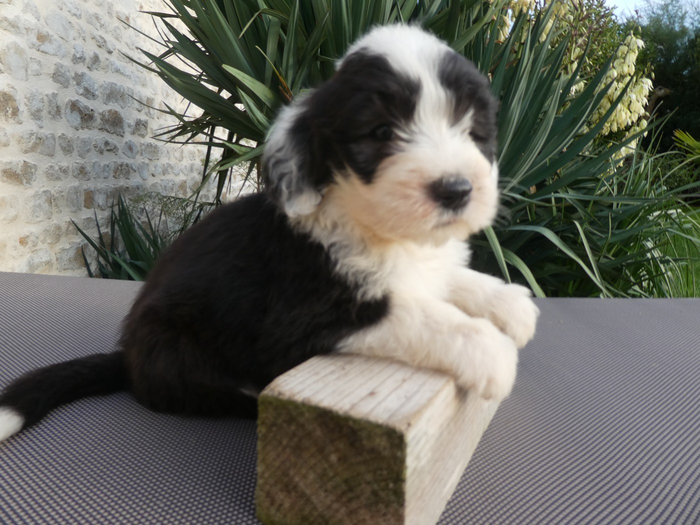 of Mary People - Chiots disponibles - Bobtail