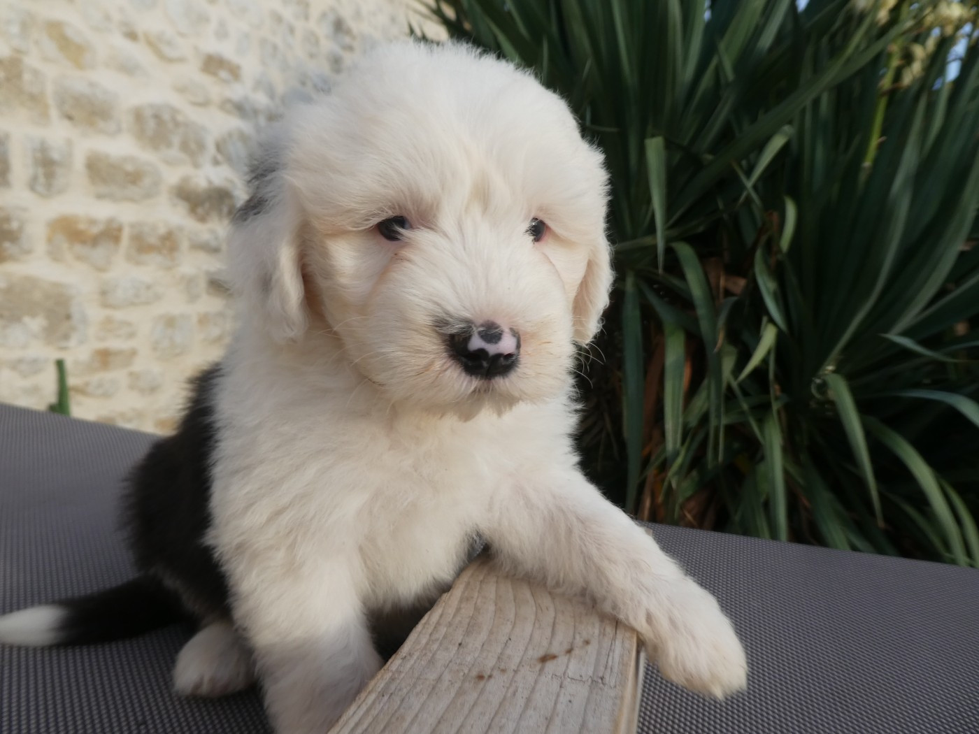of Mary People - Chiots disponibles - Bobtail