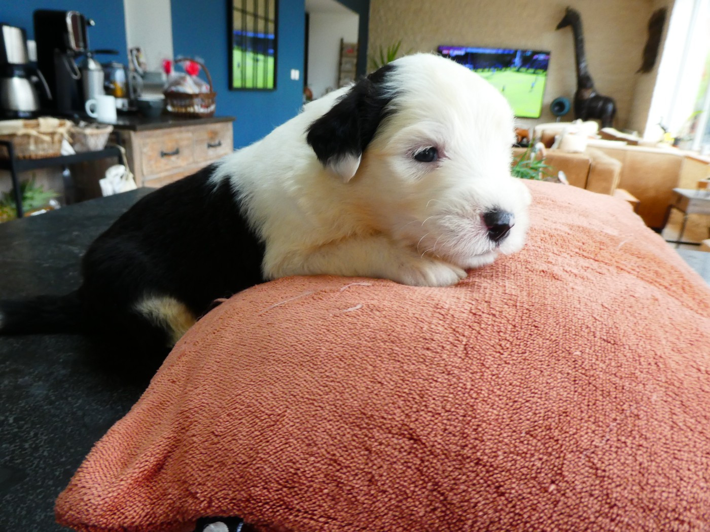 of Mary People - Chiots disponibles - Bobtail