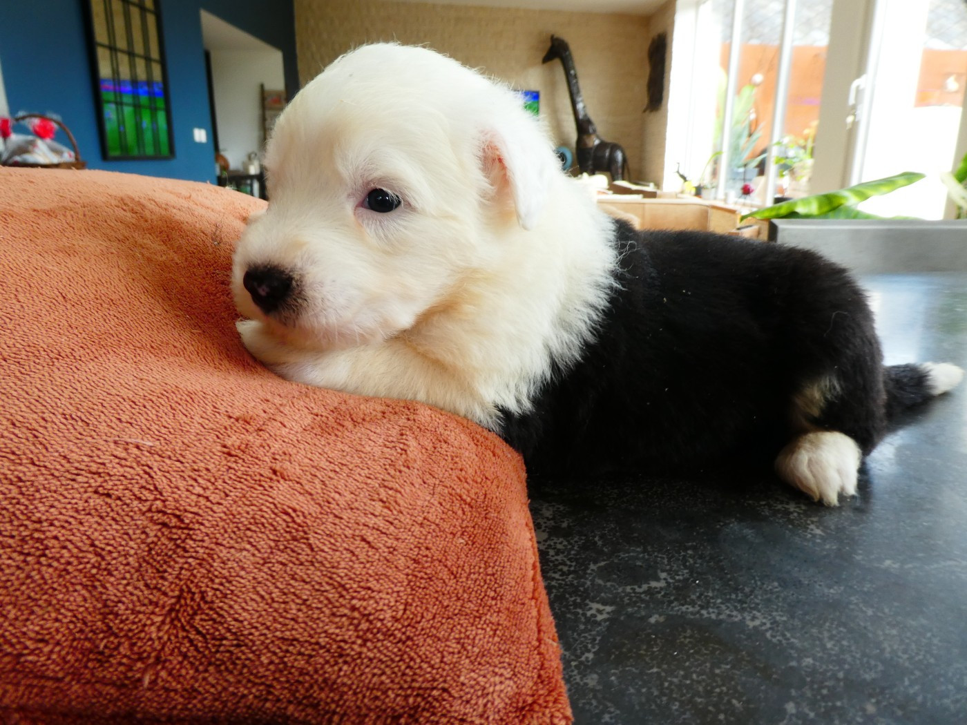 of Mary People - Chiots disponibles - Bobtail