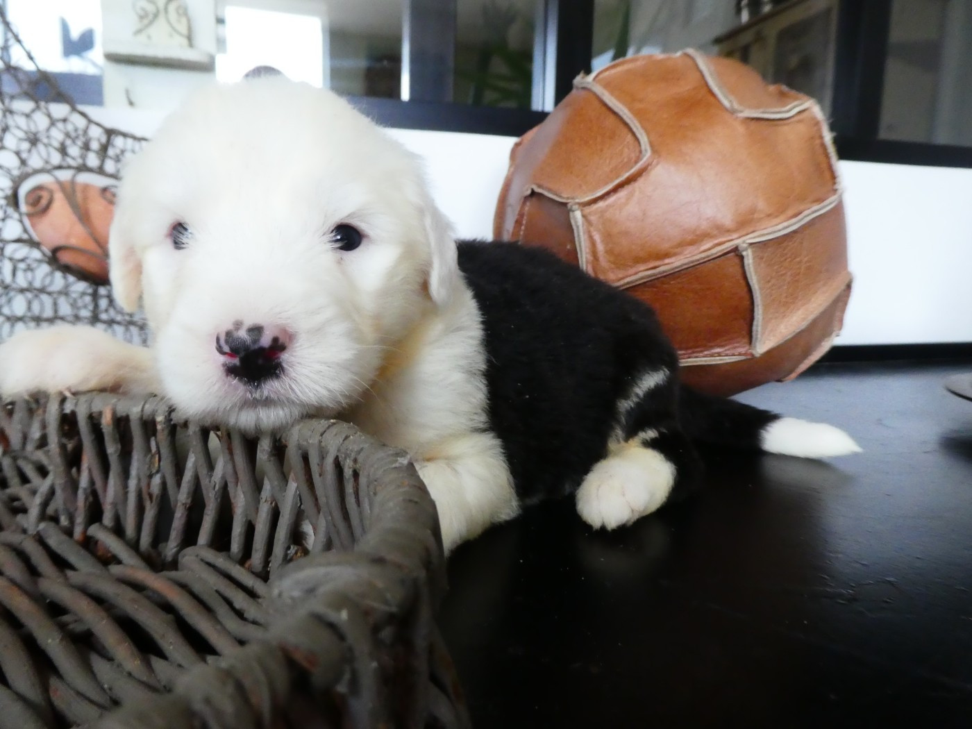 of Mary People - Chiots disponibles - Bobtail