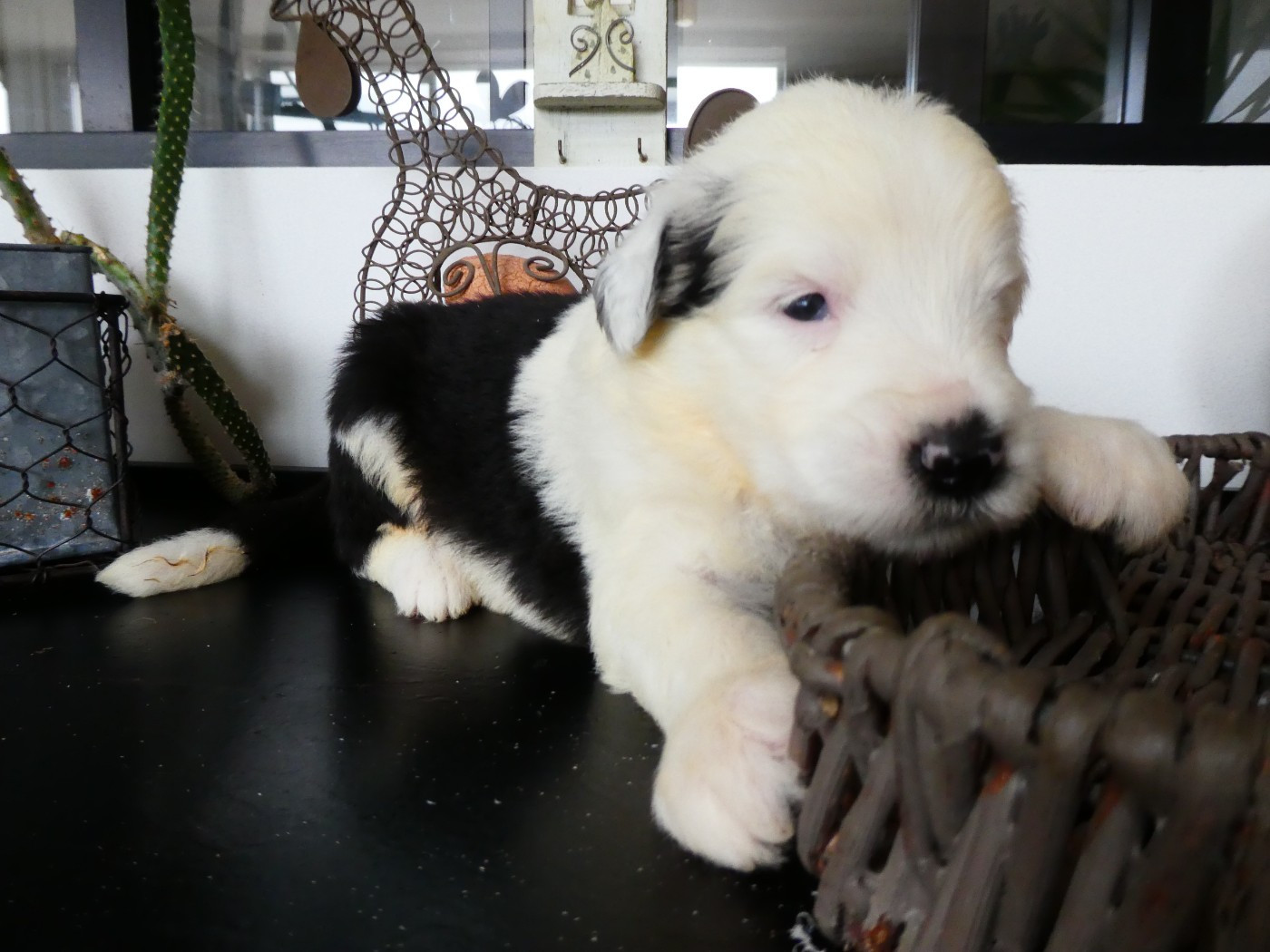 of Mary People - Chiots disponibles - Bobtail