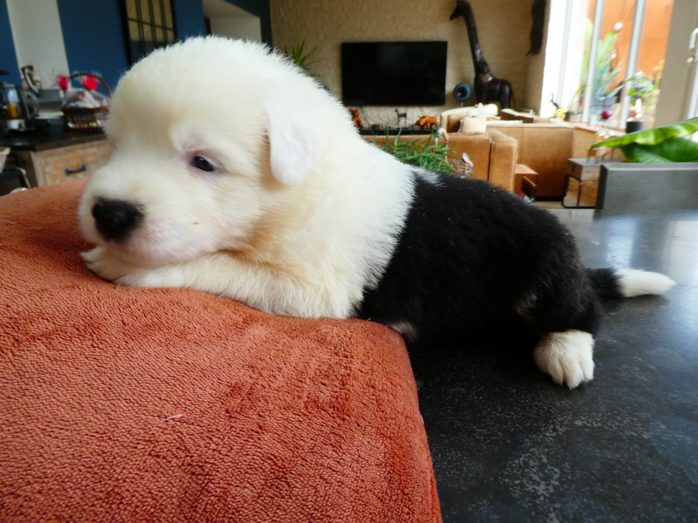 of Mary People - Chiots disponibles - Bobtail