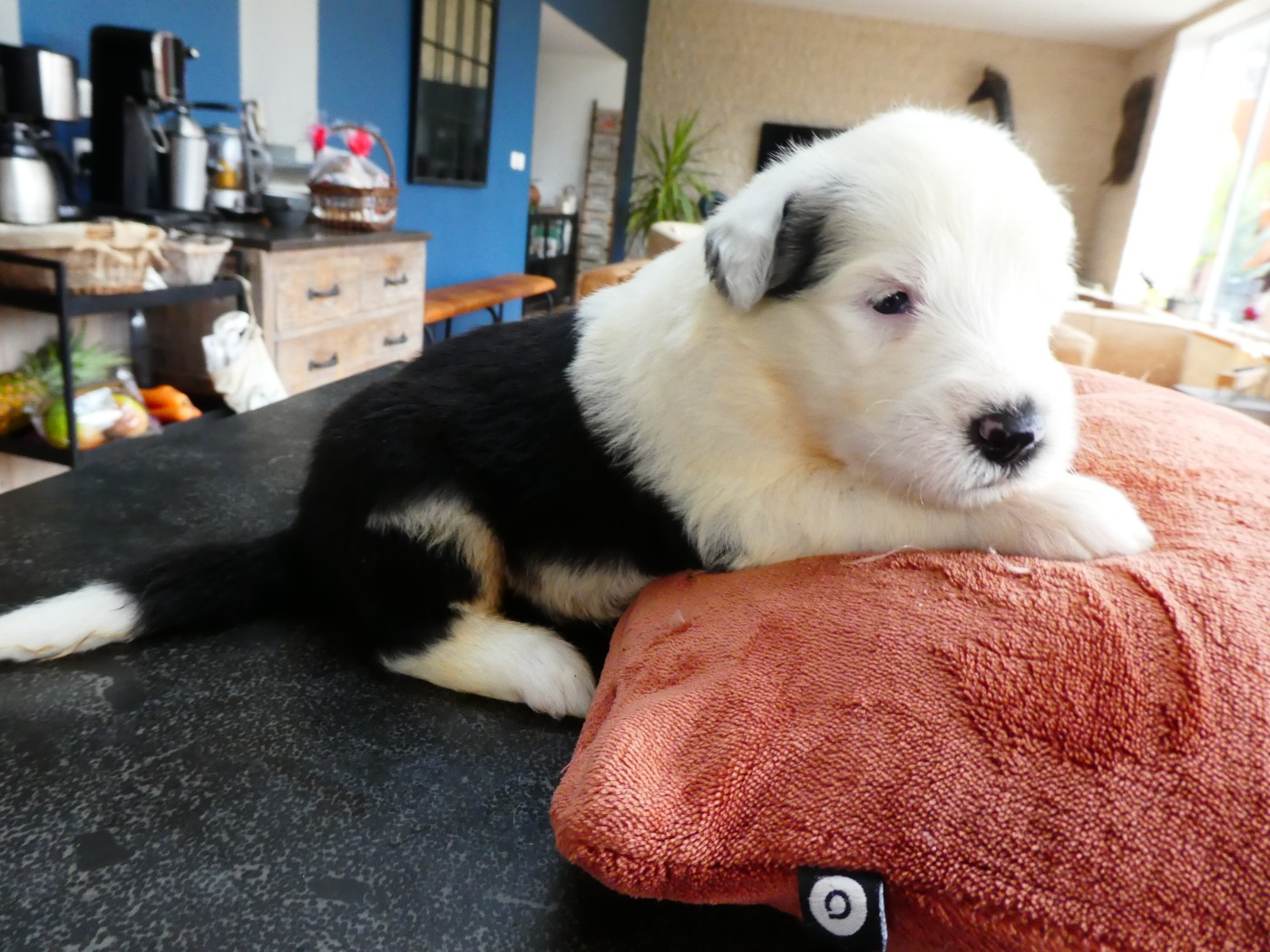of Mary People - Chiots disponibles - Bobtail
