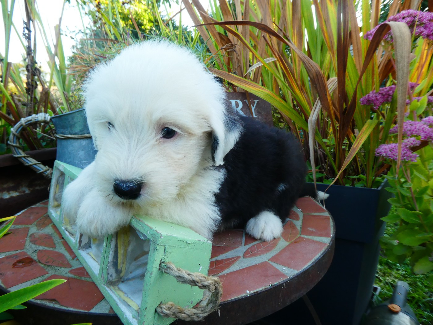 of Mary People - Chiots disponibles - Bobtail