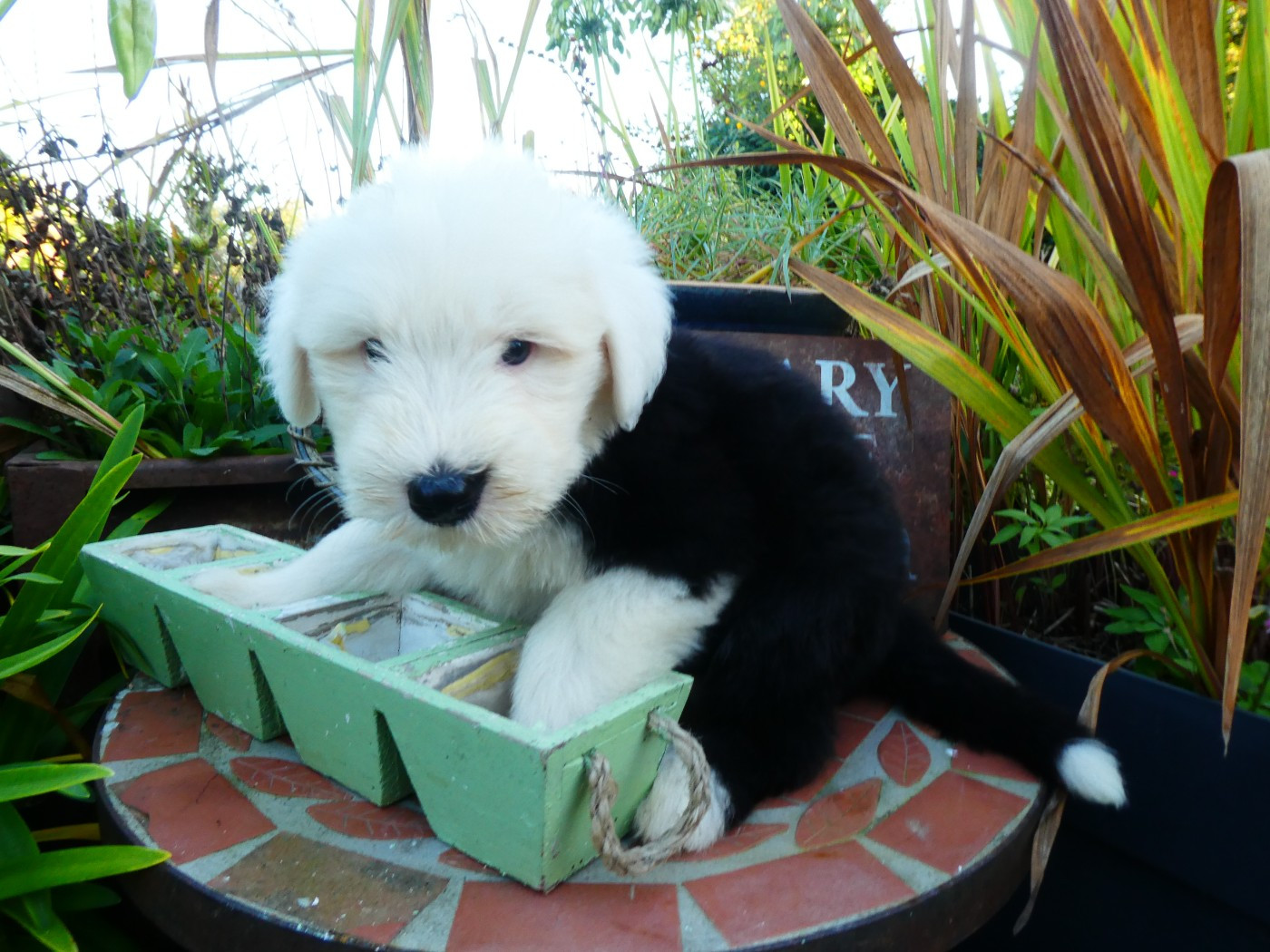 of Mary People - Chiots disponibles - Bobtail