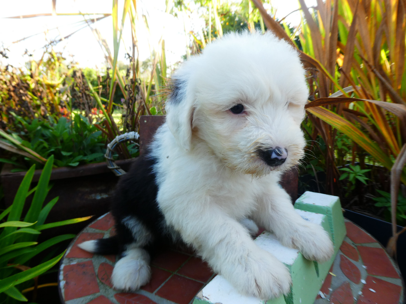 of Mary People - Chiots disponibles - Bobtail
