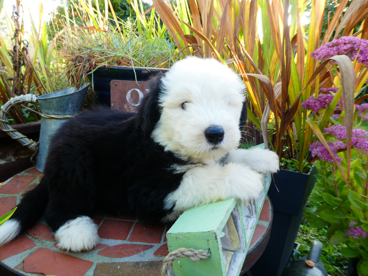 of Mary People - Chiots disponibles - Bobtail