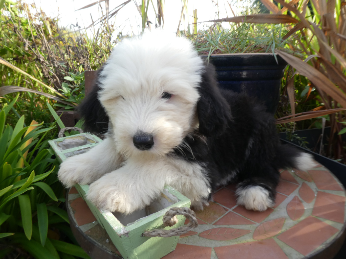 of Mary People - Chiots disponibles - Bobtail