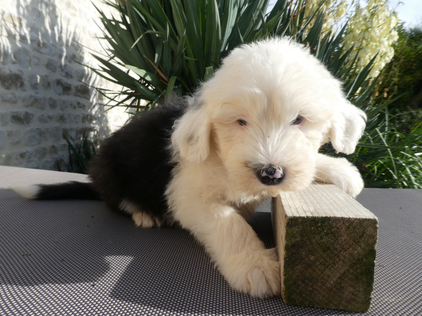 of Mary People - Chiots disponibles - Bobtail