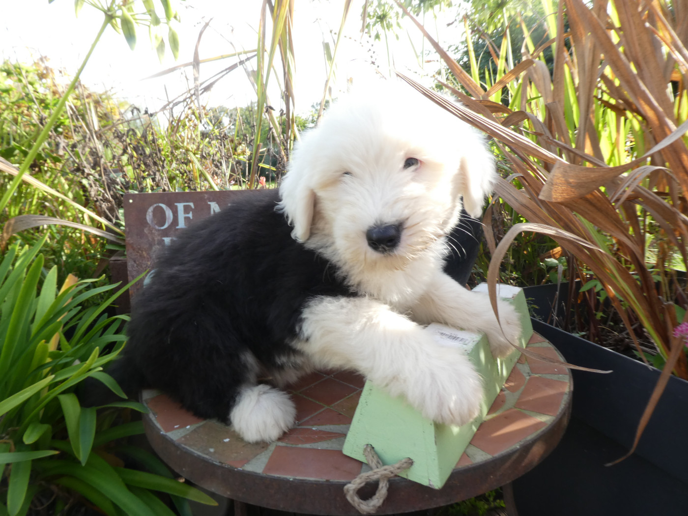 of Mary People - Chiots disponibles - Bobtail