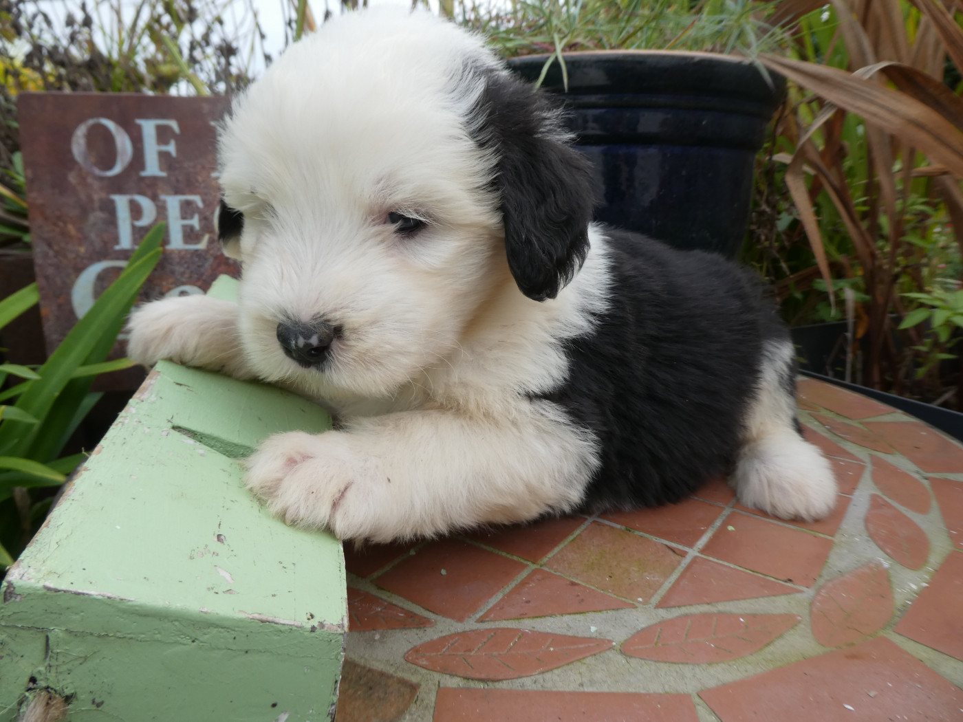 of Mary People - Chiots disponibles - Bobtail