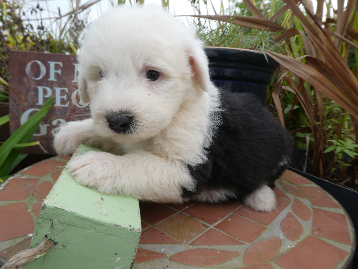 of Mary People - Chiots disponibles - Bobtail