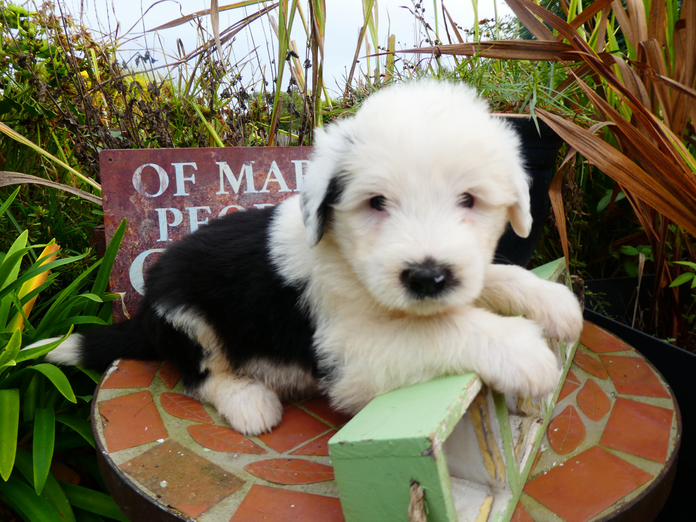of Mary People - Chiots disponibles - Bobtail