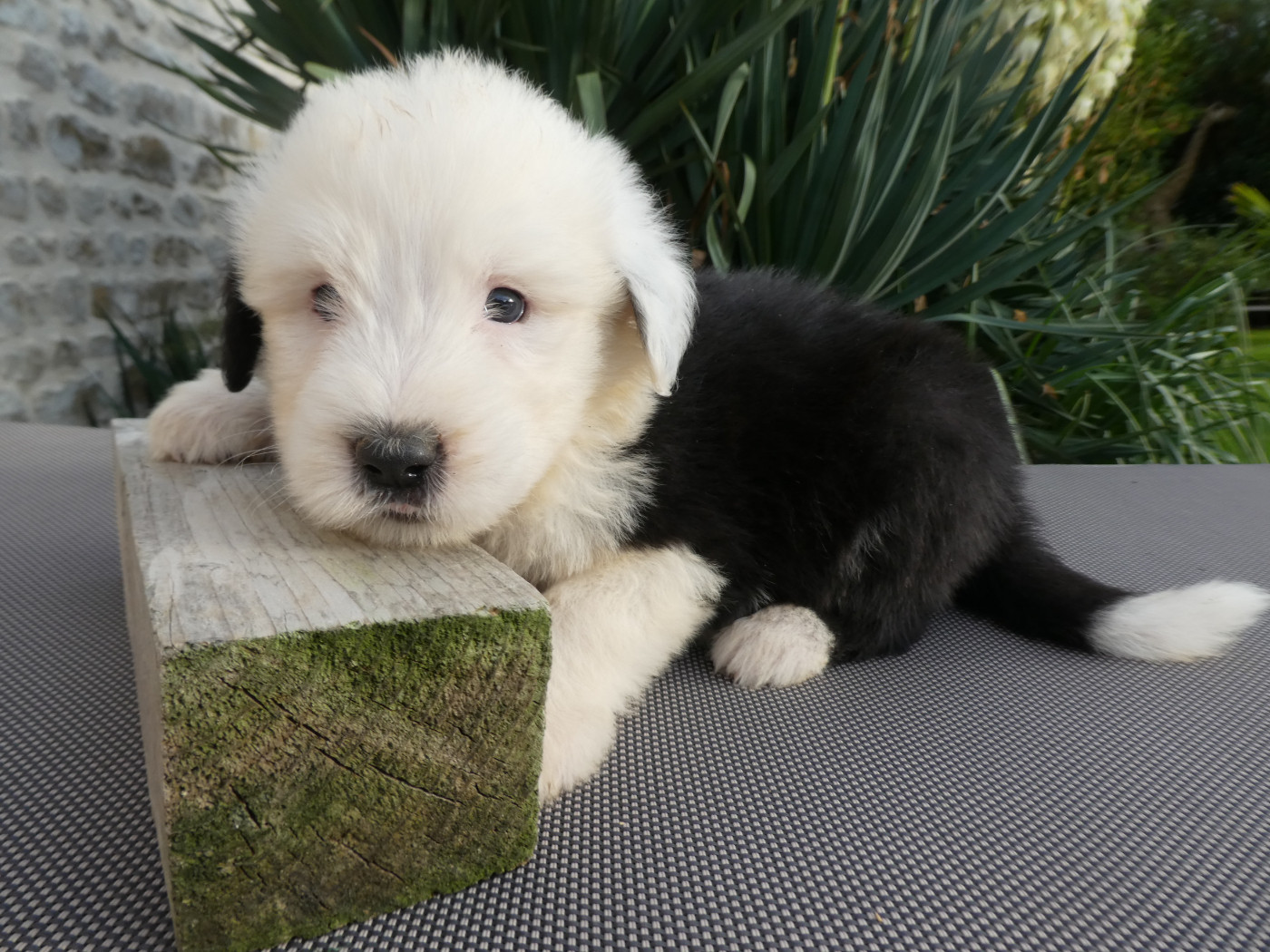 of Mary People - Chiots disponibles - Bobtail