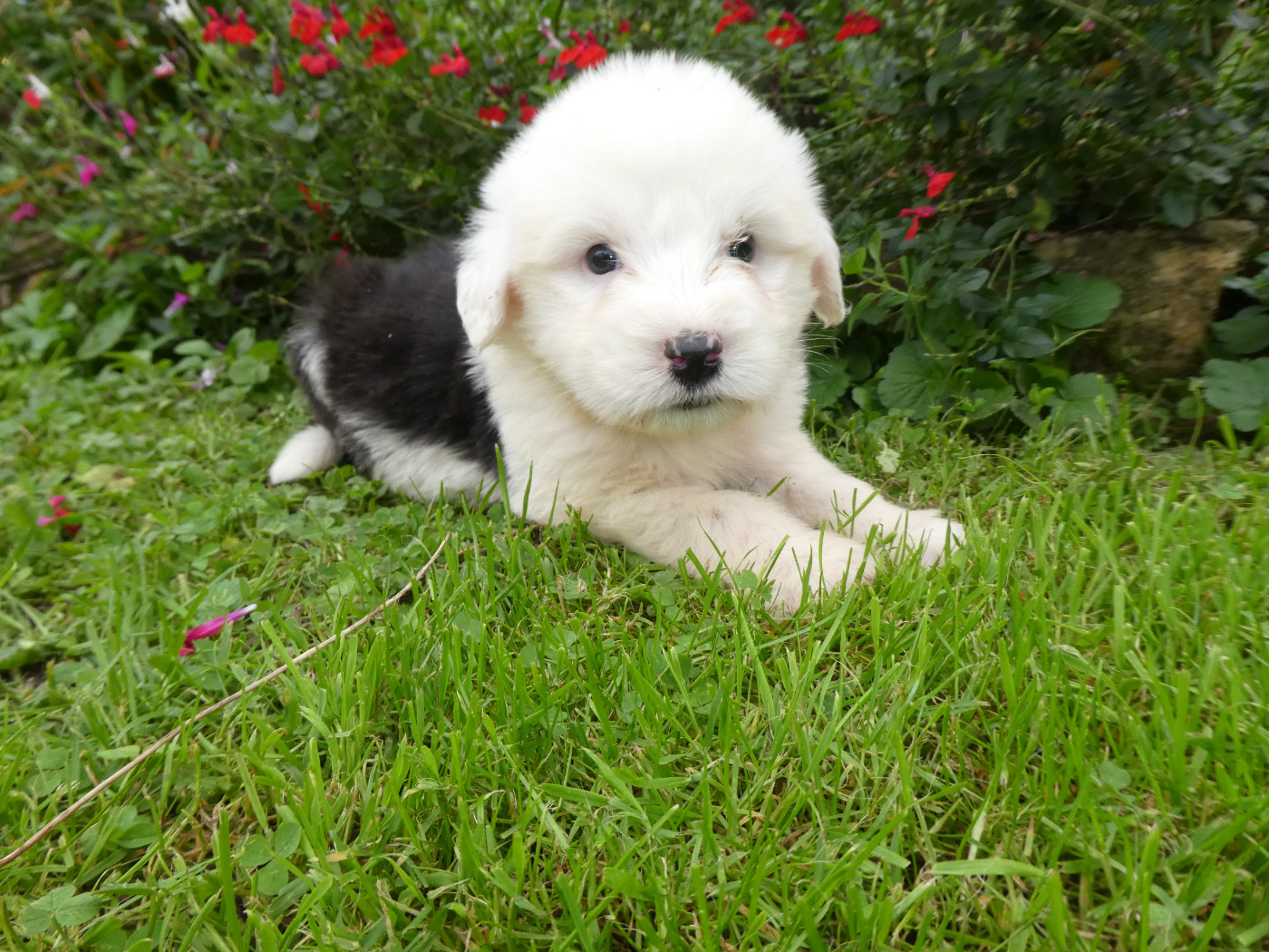 of Mary People - Chiots disponibles - Bobtail