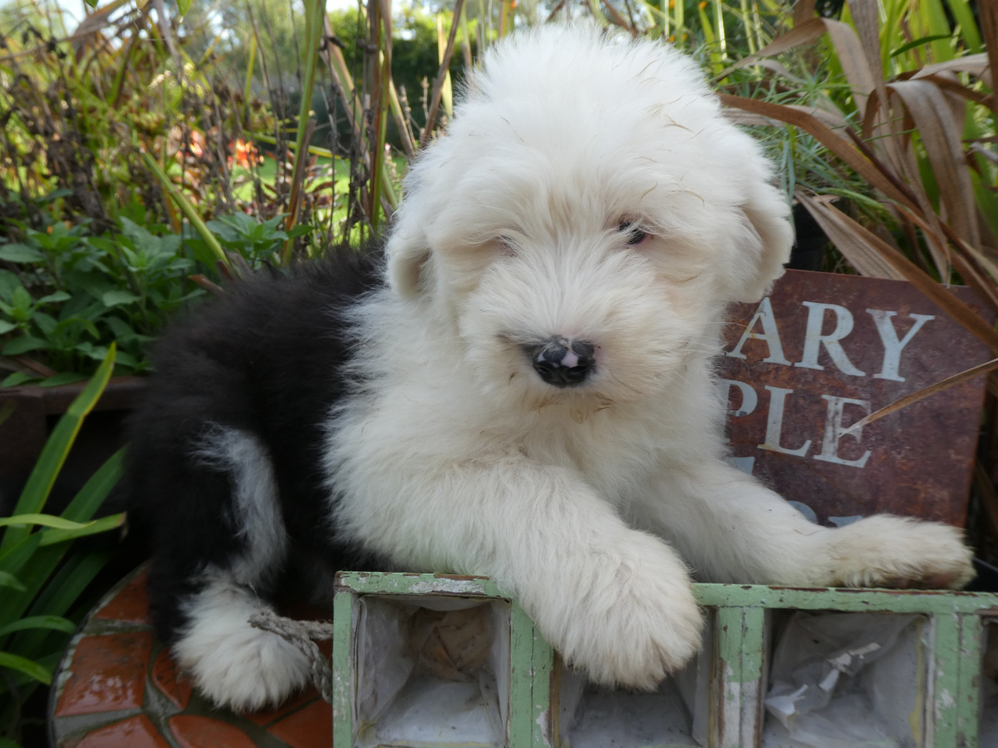 of Mary People - Chiots disponibles - Bobtail