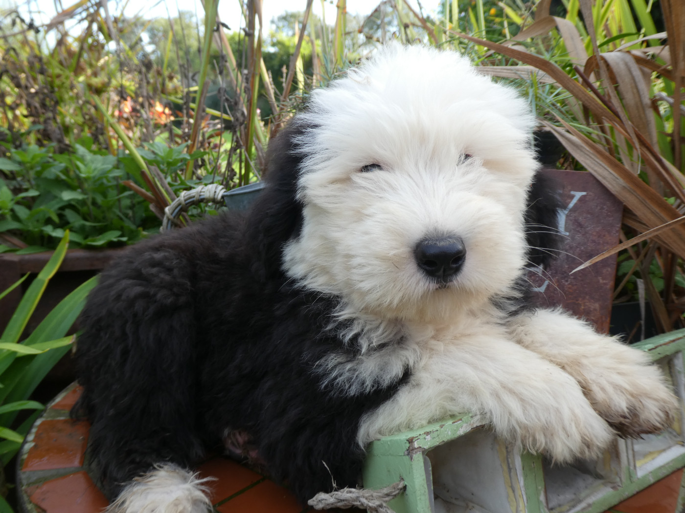 of Mary People - Chiots disponibles - Bobtail
