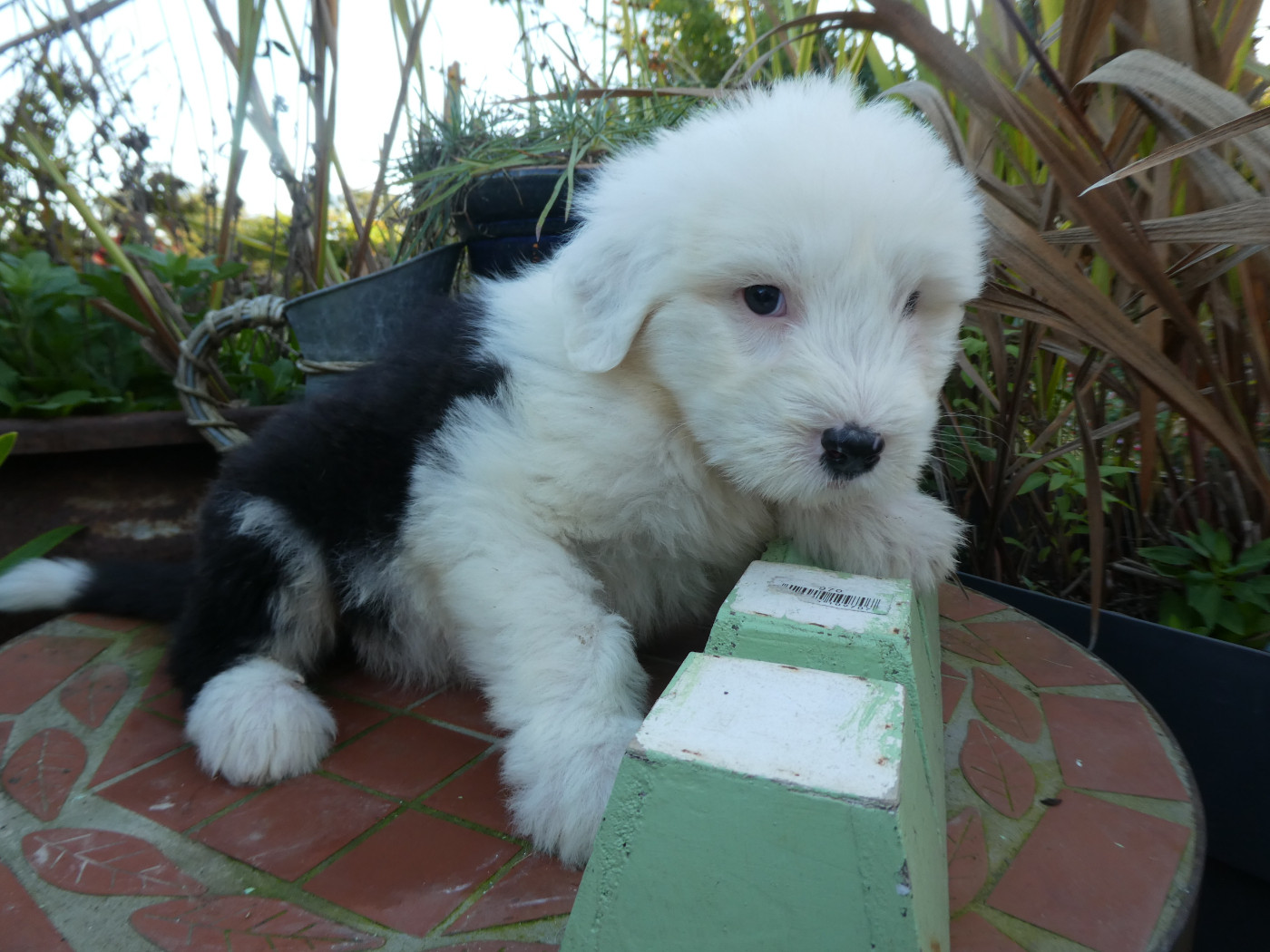 of Mary People - Chiots disponibles - Bobtail