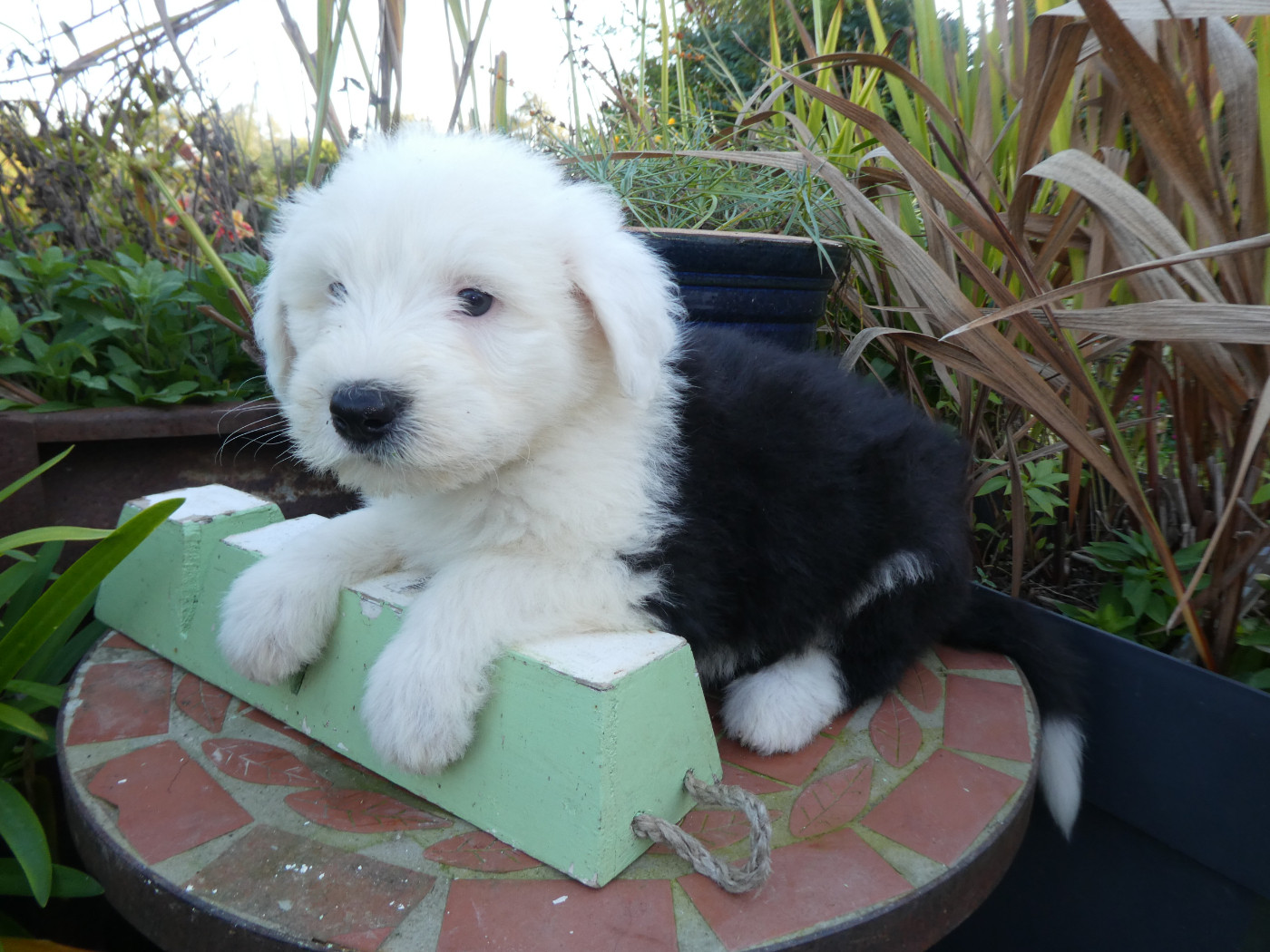 of Mary People - Chiots disponibles - Bobtail