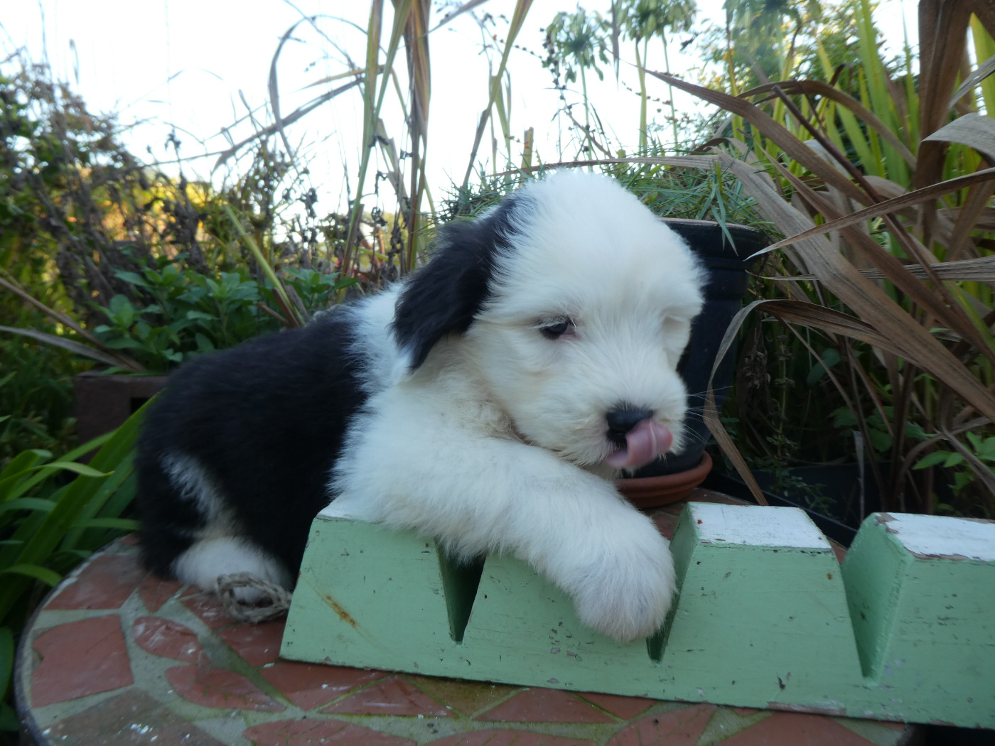 of Mary People - Chiots disponibles - Bobtail