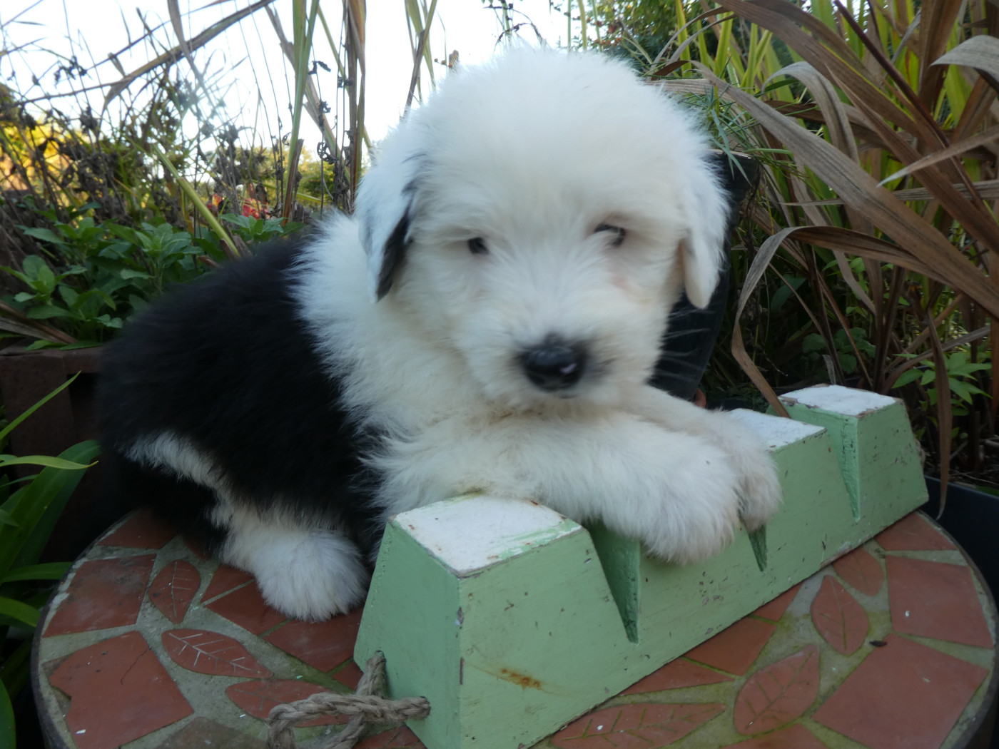 of Mary People - Chiots disponibles - Bobtail