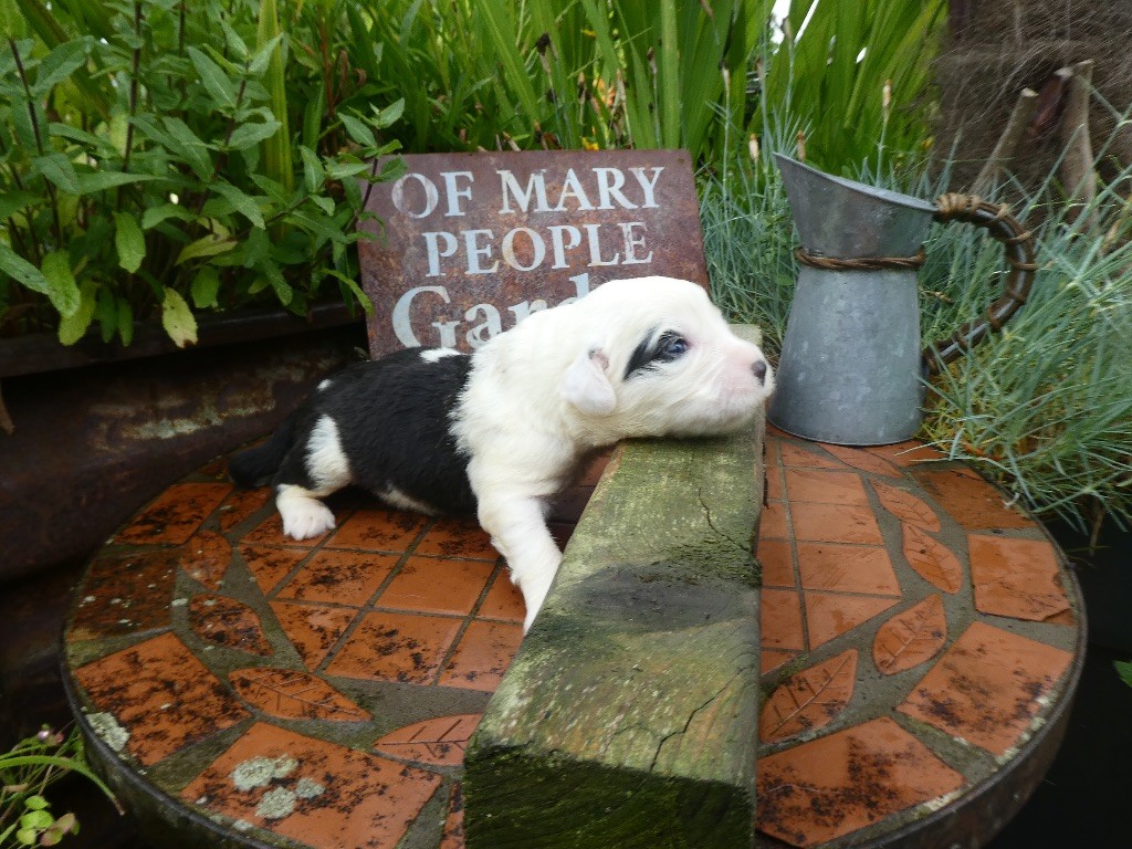 of Mary People - Chiots disponibles - Bobtail