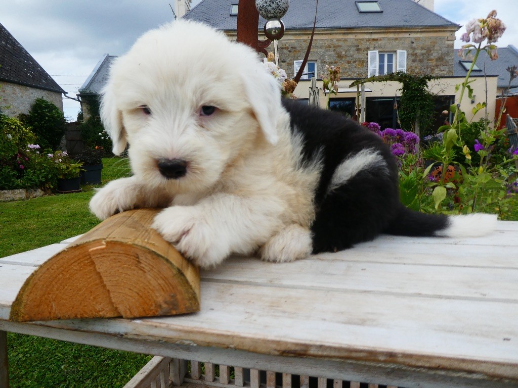 of Mary People - Chiots disponibles - Bobtail