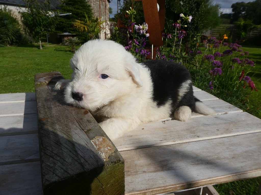 of Mary People - Chiots disponibles - Bobtail