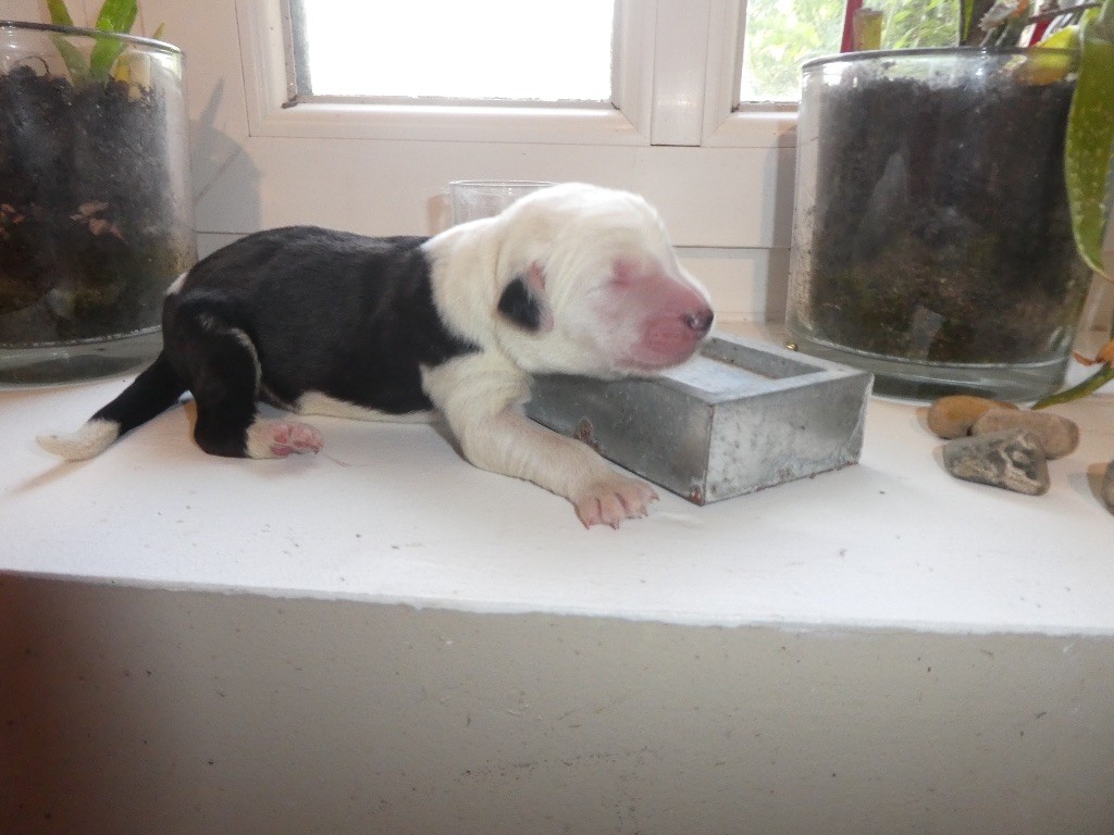 of Mary People - Chiots disponibles - Bobtail