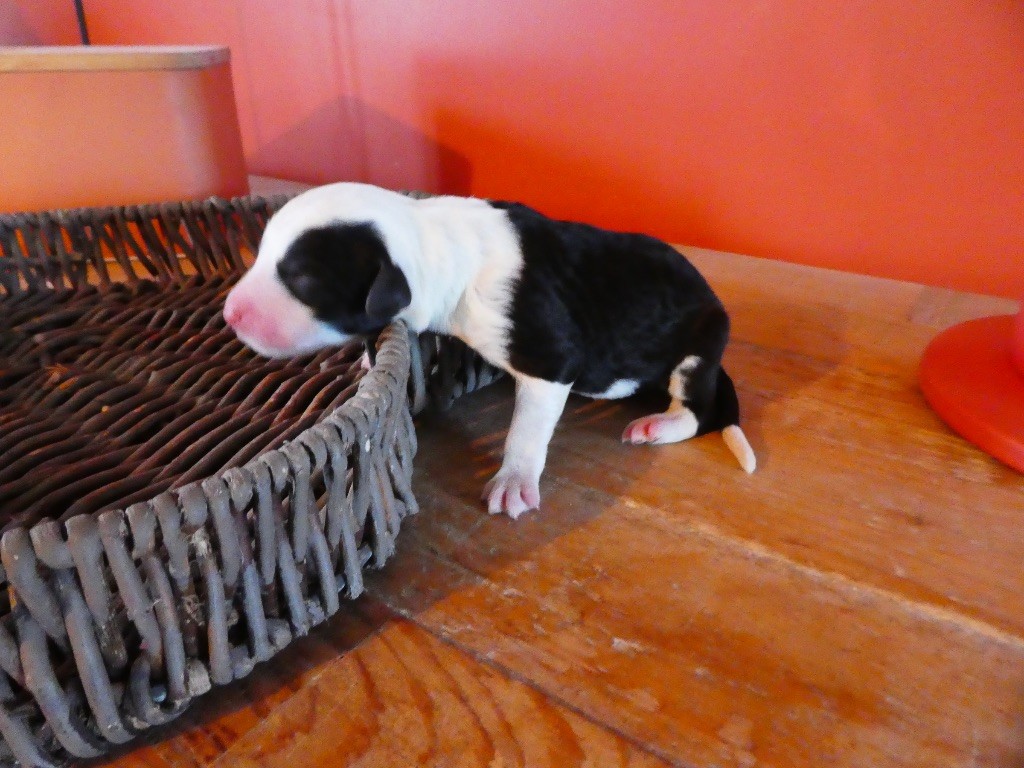 of Mary People - Chiots disponibles - Bobtail