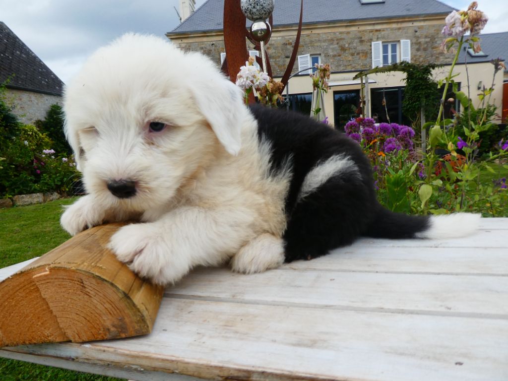 of Mary People - Chiots disponibles - Bobtail