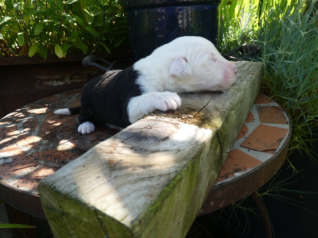of Mary People - Chiots disponibles - Bobtail