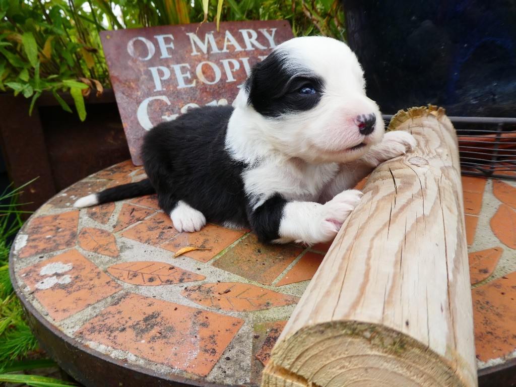 of Mary People - Chiots disponibles - Bobtail