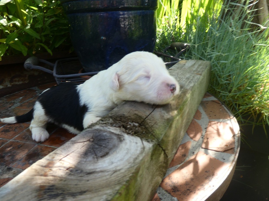 of Mary People - Chiots disponibles - Bobtail