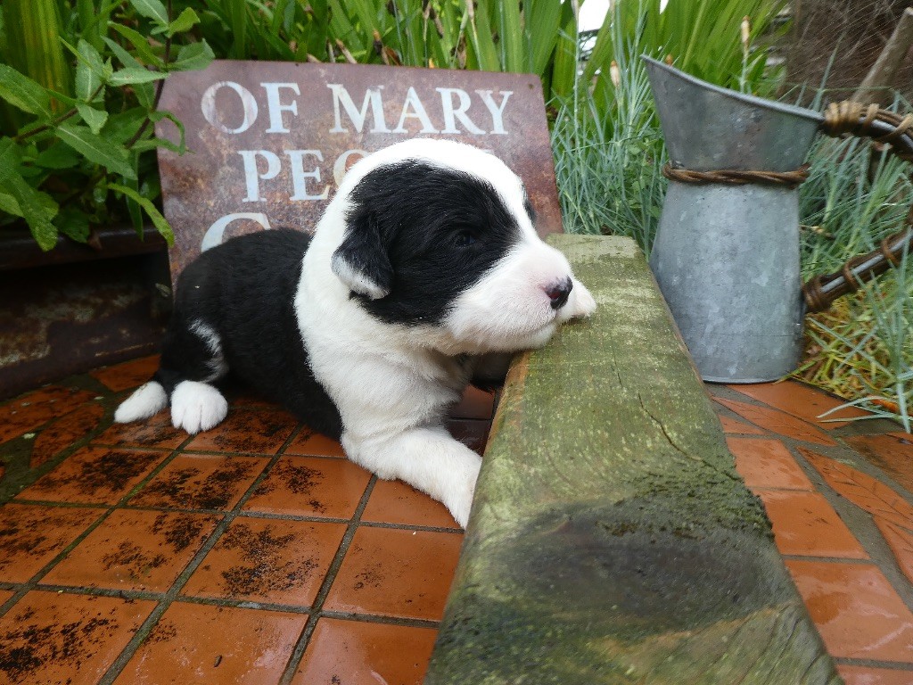 of Mary People - Chiots disponibles - Bobtail