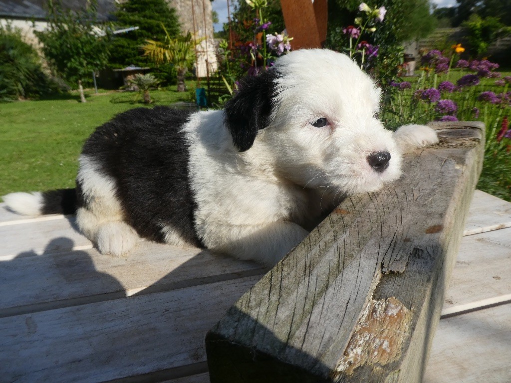 of Mary People - Chiots disponibles - Bobtail
