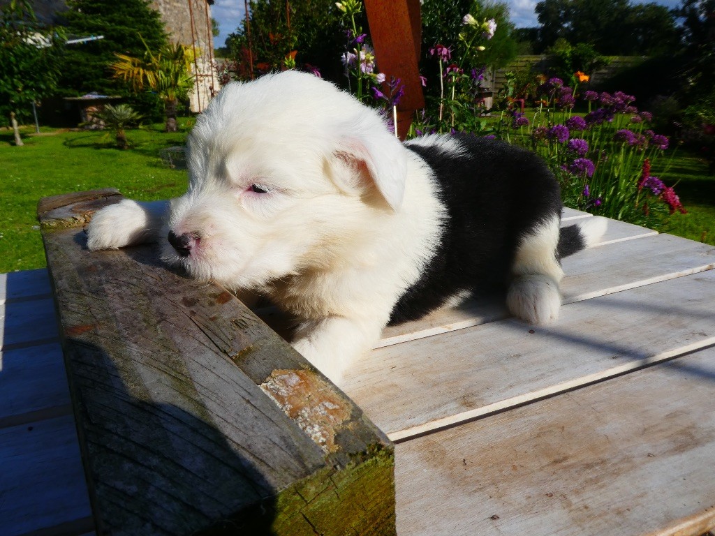 of Mary People - Chiots disponibles - Bobtail