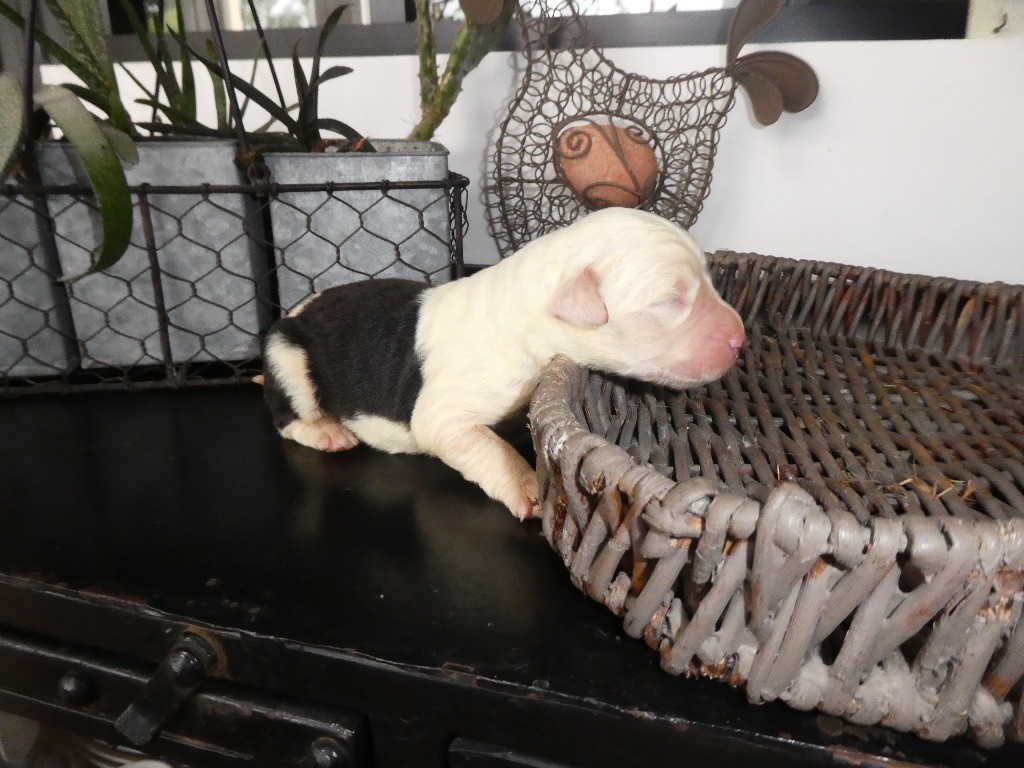 of Mary People - Chiots disponibles - Bobtail