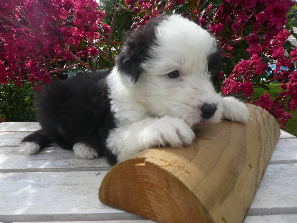 of Mary People - Chiots disponibles - Bobtail