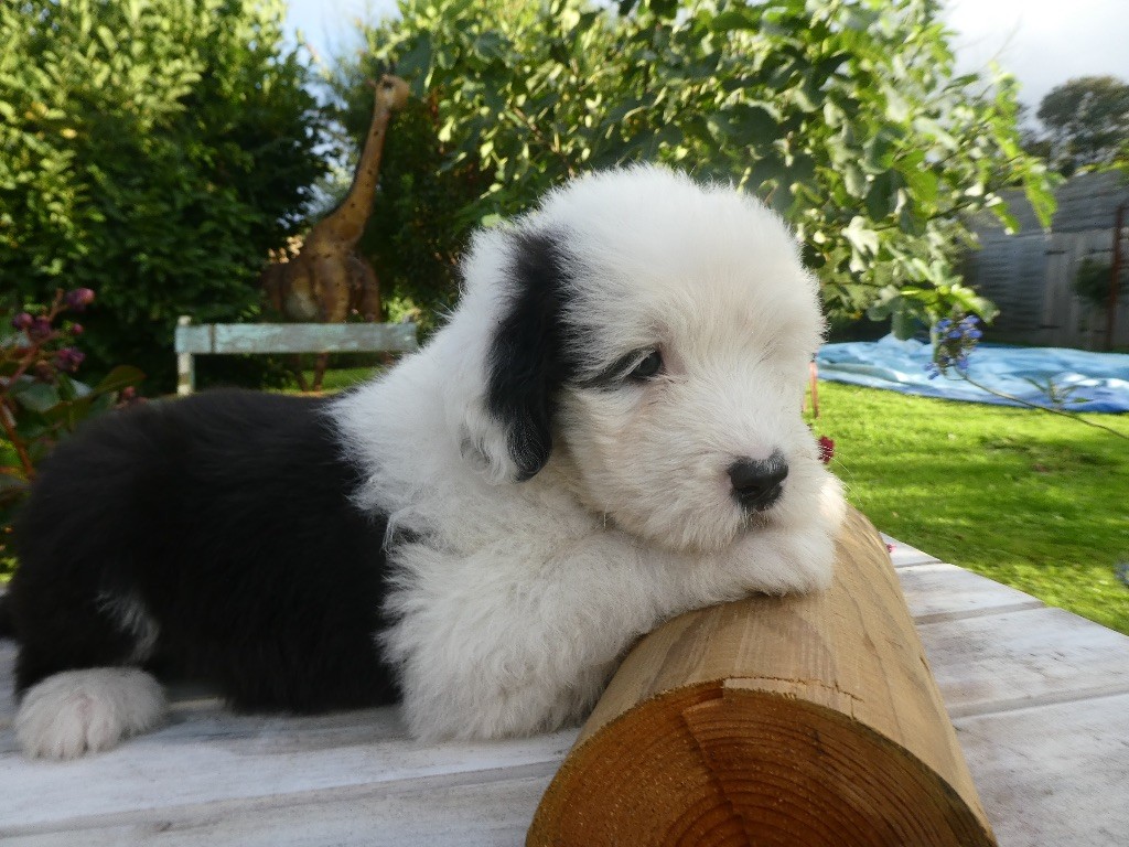 of Mary People - Chiots disponibles - Bobtail