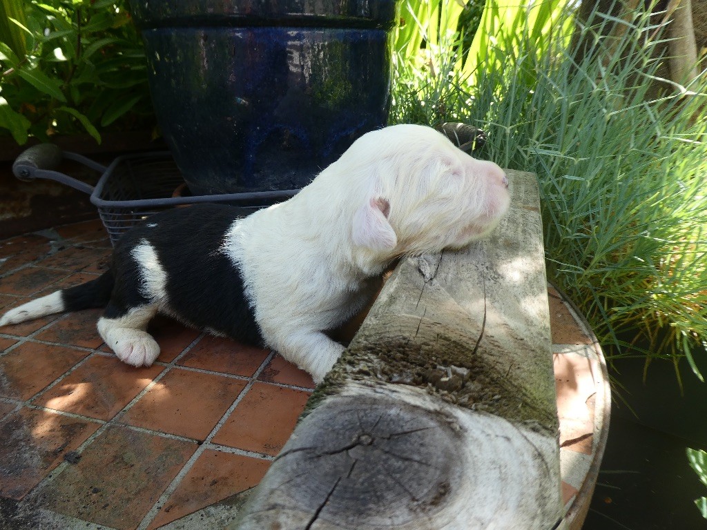 of Mary People - Chiots disponibles - Bobtail