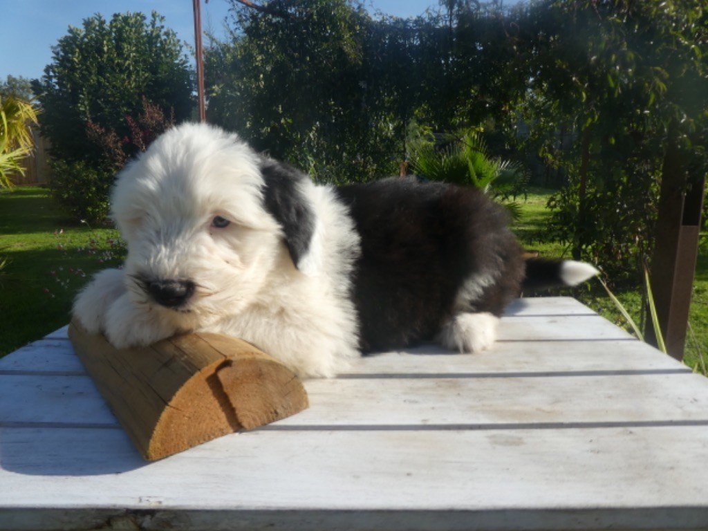 of Mary People - Chiots disponibles - Bobtail