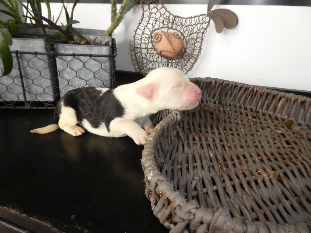 of Mary People - Chiots disponibles - Bobtail