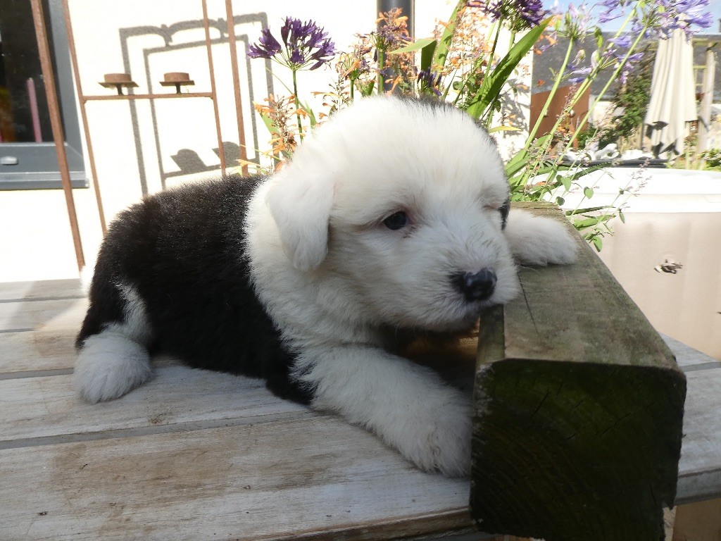 of Mary People - Chiots disponibles - Bobtail