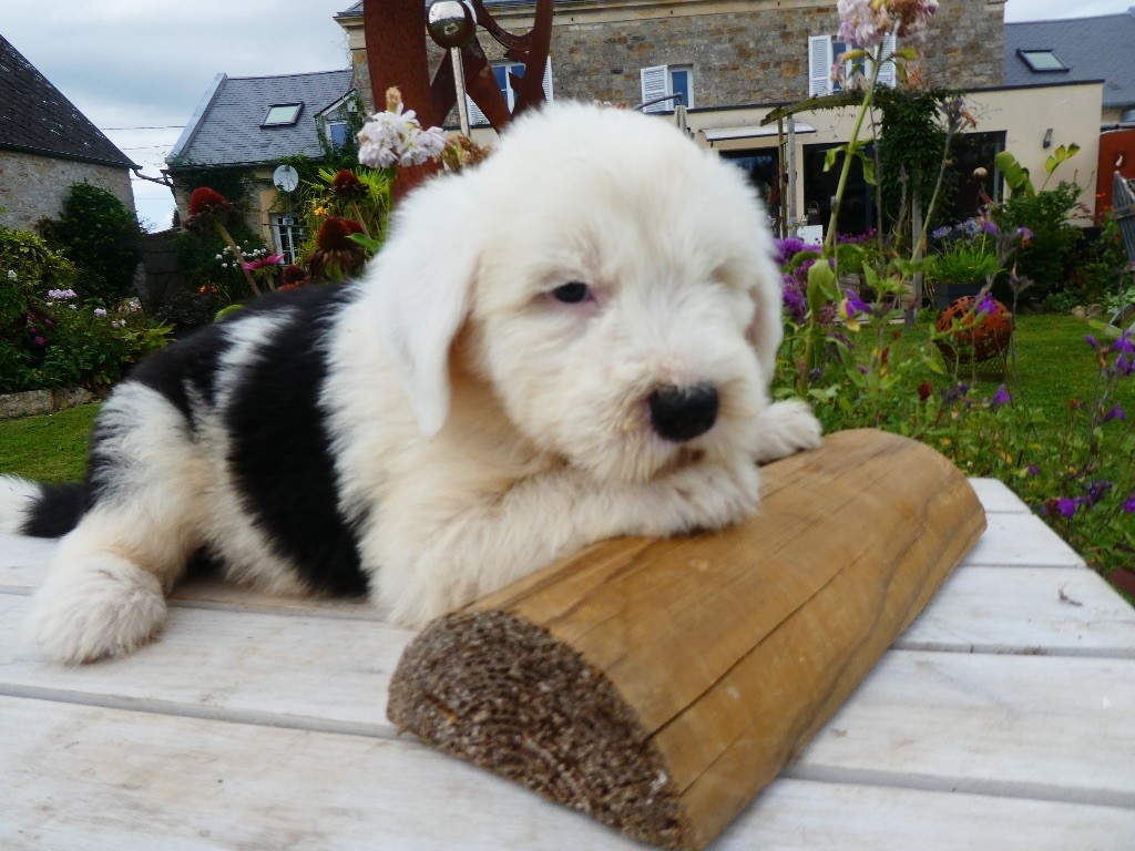 of Mary People - Chiots disponibles - Bobtail